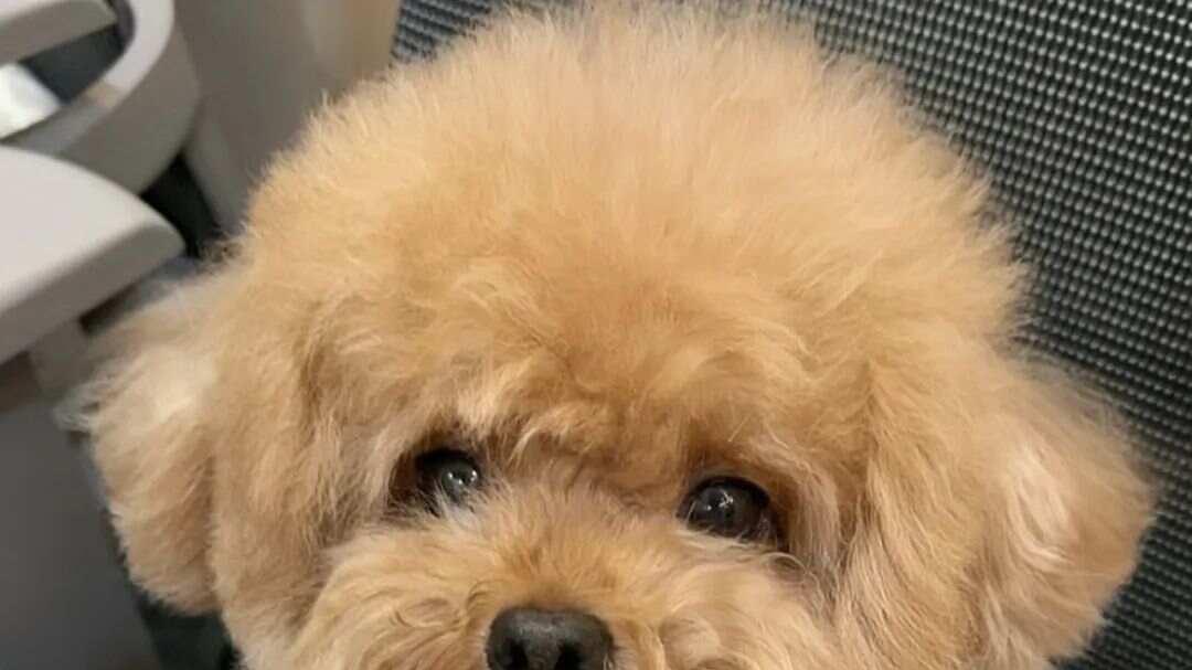 纠正泰迪犬咬人行为的有效方法