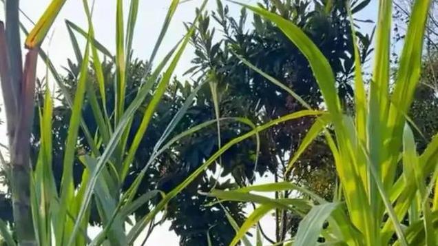 海南小伙借钱承包树林，剥皮用火烧树干，三年后成亿万富翁