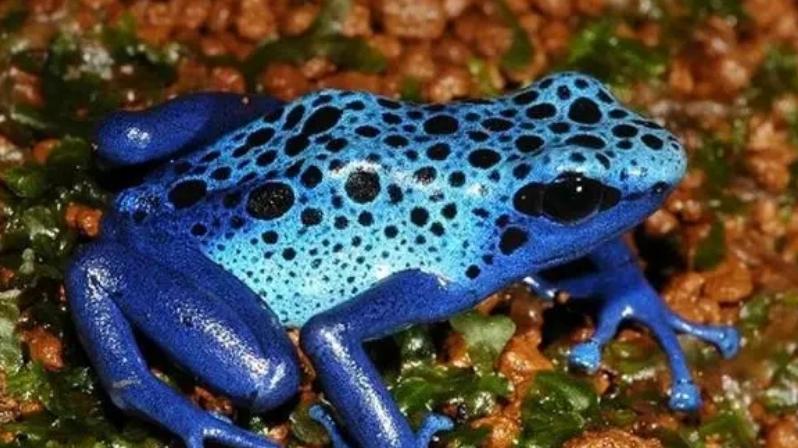 《动物王者》新宠儿：“箭毒蛙”罗密欧华丽登场！