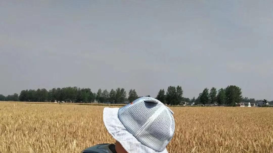 一张最能代表河南老家的名片