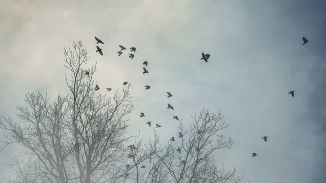 敌人突然出现，司令员急中生智，借来一群鸟儿摆出一个迷魂阵