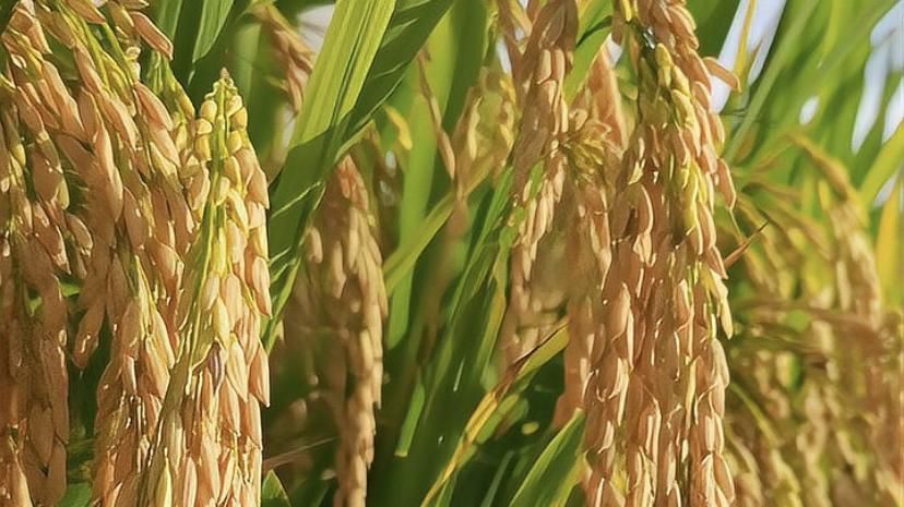 吃着中国的饭，砸着中国的锅。间谍窃取亲本种子卖到境外，可耻！