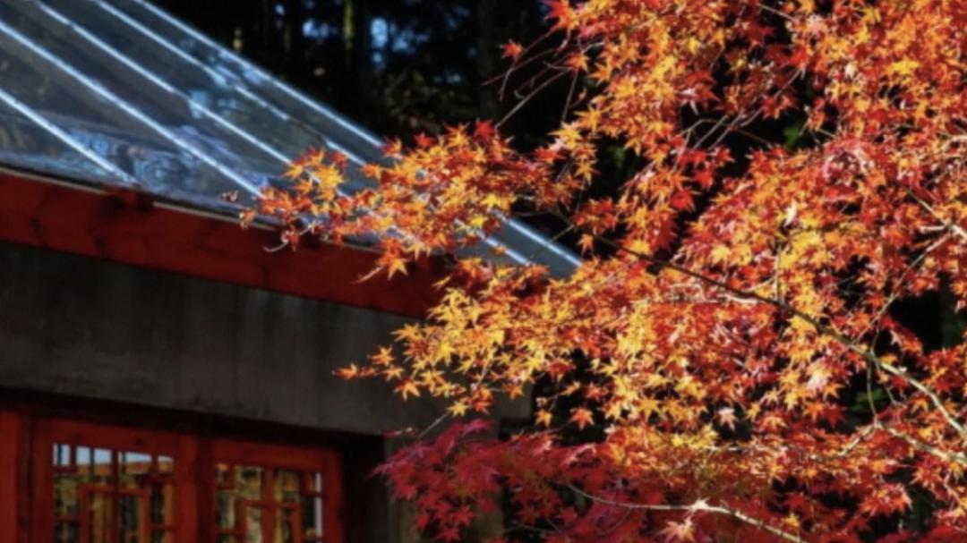 人生建议：一定要在秋天去一次庐山！太美啦