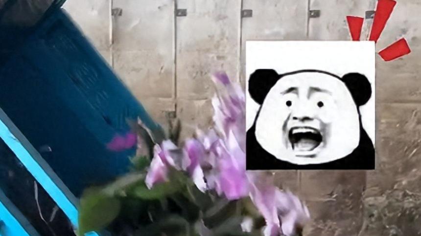 养花不要钱全靠捡，云南小伙路过花卉市场，捡了不少鲜花和陶瓷盆