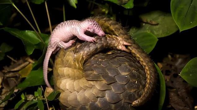 中国真有野生马来穿山甲！专家2005年提出在我国后，首次红外拍到