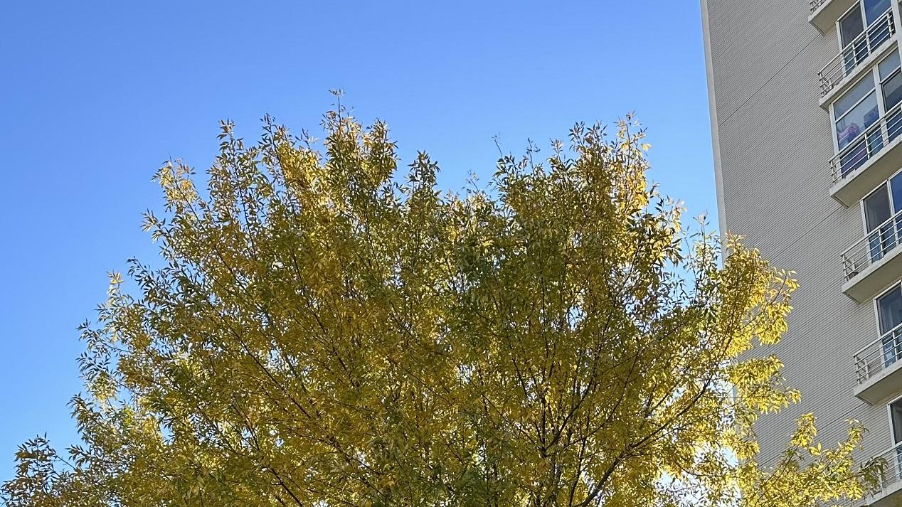 “这棵树好漂亮啊”