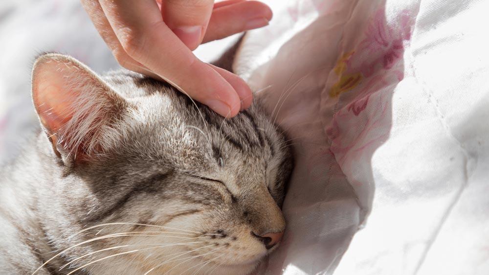 如何让猫咪不再早晨叫醒你？轻松解决的训练技巧！