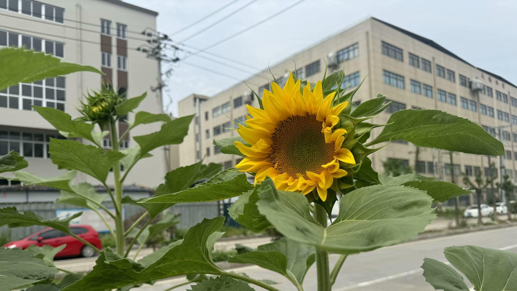 六月，夏至，絮絮莲语