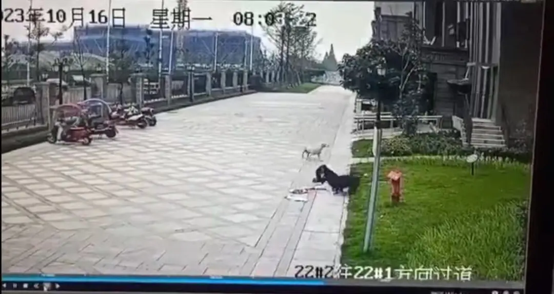 你躲着狗，那被咬不是活该吗？