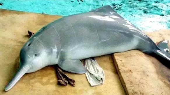 长江的“喜和悲”！十年禁渔江豚、刀鱼回归，白鱀豚真消失了？