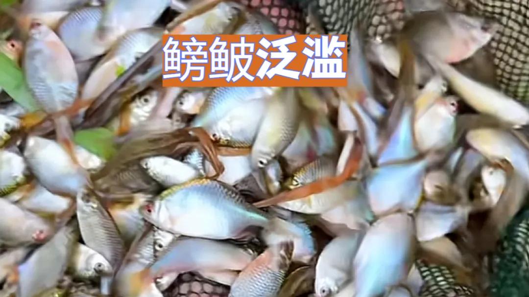 广西一河道“石滚皮”泛滥，密密麻麻一网可捞上百条，这种彩虹鱼不多见了