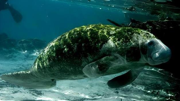 从不刷牙还没蛀牙？恐龙到底是怎么做到的？人类可以吗？