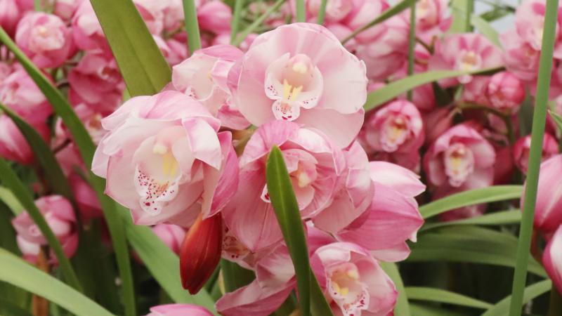 兰花根系腐烂别慌！正确处理让兰花重焕生机