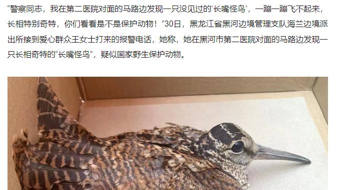 “长嘴怪鸟”趴马路上飞不起来，疑似国家野生保护动物