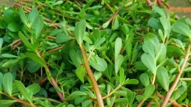 农民爱吃的4种野菜，专家建议少吃，快转告家里老人，别再当宝了