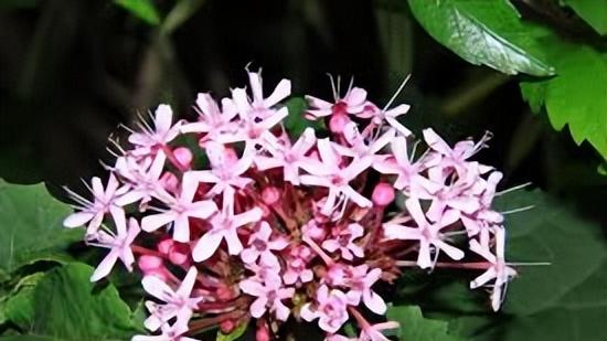 涨见识！世界十大最臭的花，你听过它们的名字吗？