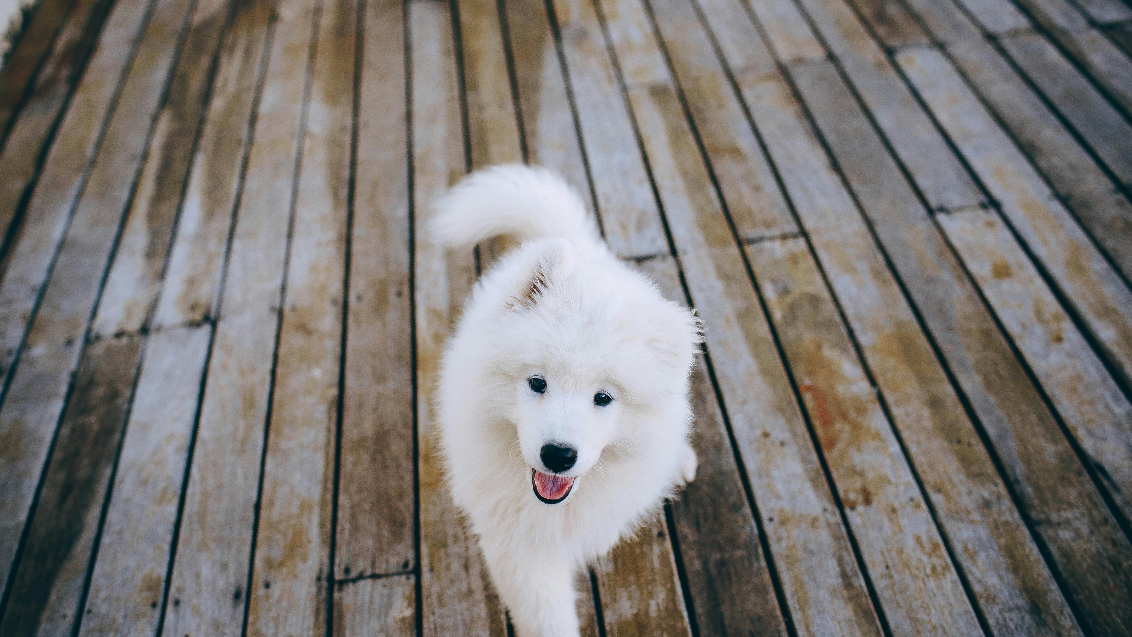 揭示宠物医生如何快速判断动物年龄，三分钟教你识别宠物年纪