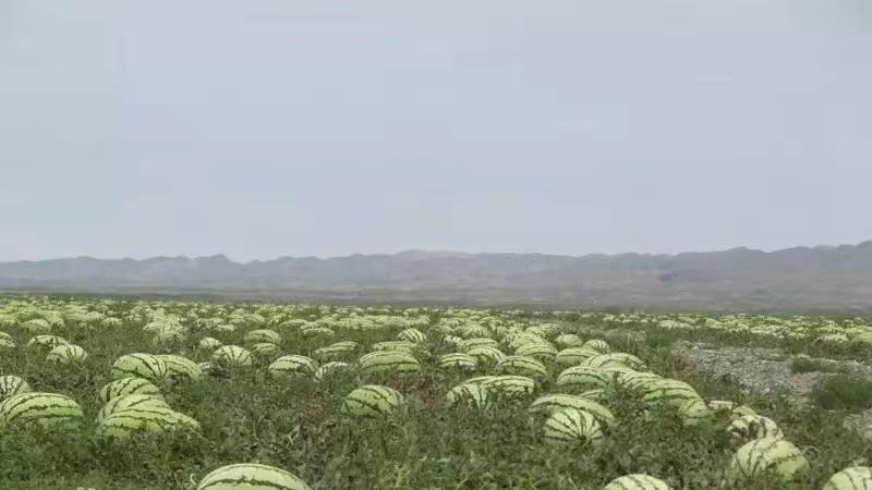 从年盈利25亿到禁止种植，戈壁西瓜经历了什么？它的危害有多大？