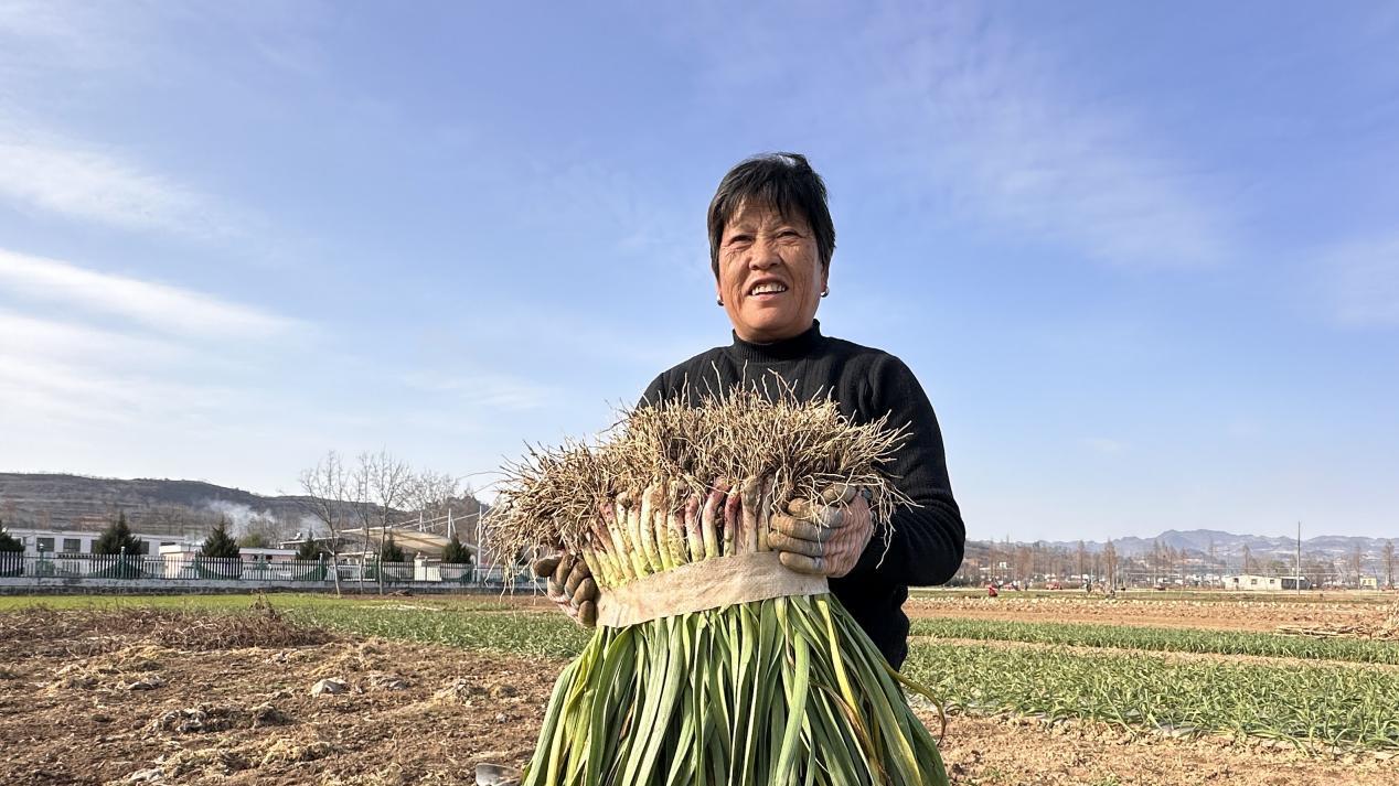 甘肃成县店村镇：蒜苗香飘致富路