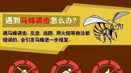 马蜂蜇人不可小觑 华捷影业教你被马蜂蜇伤如何做