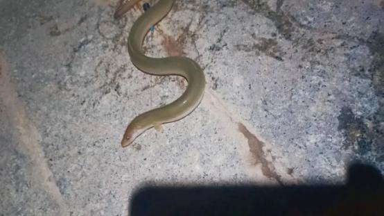 西江夜钓惊现罕见江鳗，钓友却放生，网友直呼：你放走了500块！