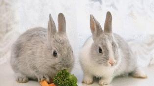 萌宠变身游戏主角！《动物王者》带你领略别样竞技魅力