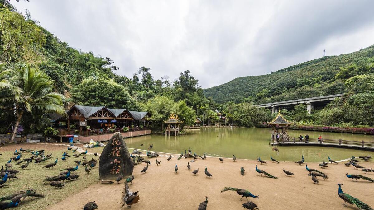 冬季温度20℃以上，满是异域风情，永盛棋牌冬季旅居的西双版纳怎么玩