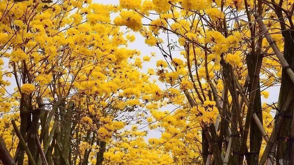 三月清远，五彩斑斓的春日画卷