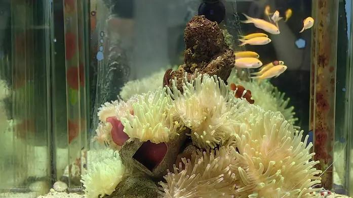 研究显示，最濒危的物种反而鲜少被人关注