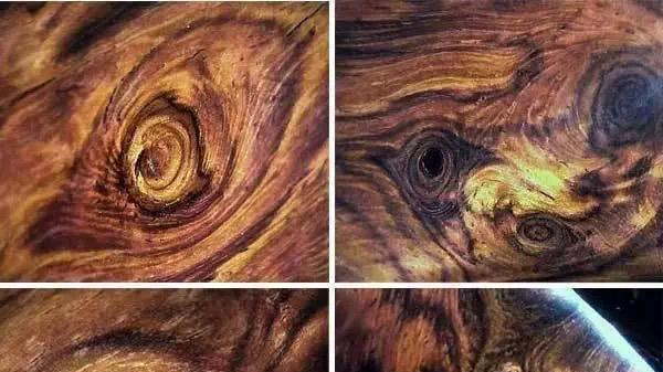 海南黄花梨木材纹理的形成