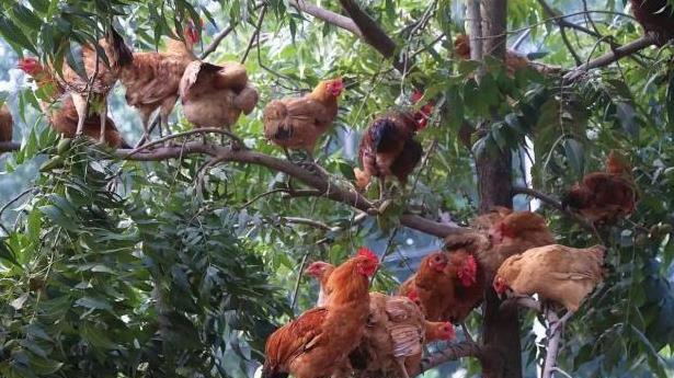 77年，湖南5岁男孩掉入天坑，生活8年成“野人”，现在怎么样了？