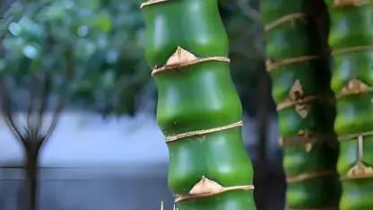 龙吟师傅：竹子的风水含义是什么？