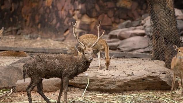 美国曾向巴拿马放生食人蝇！本以为没安好心，当地人却表示感谢-娱栀