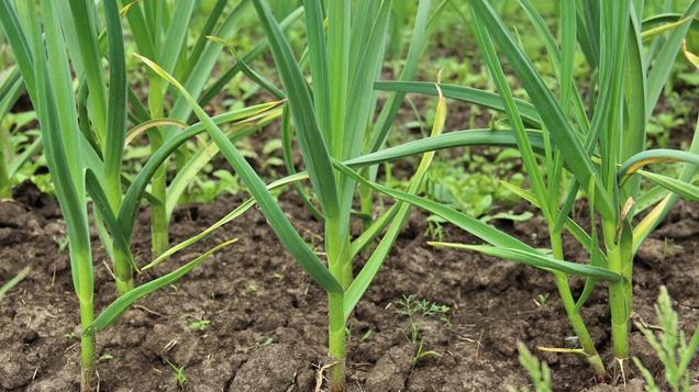 农村种植大蒜烂根有虫，分享预防大蒜病害、根腐的小处方