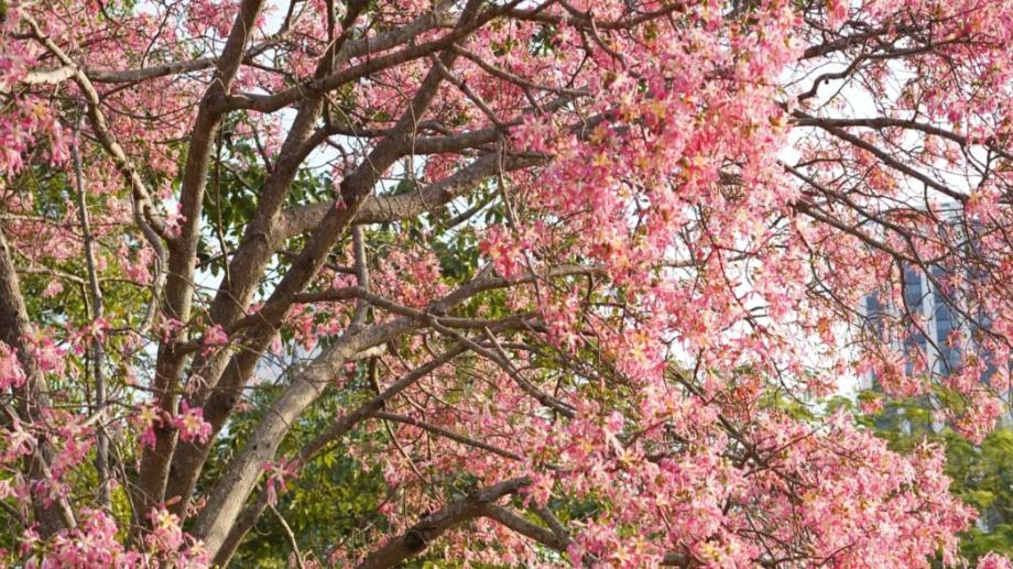 深圳地铁直达「超级花海」来了