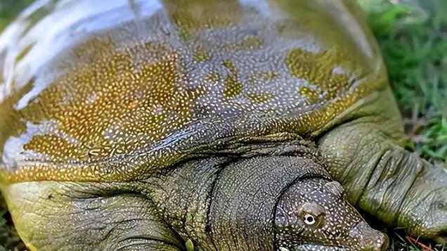 我国现存十大名鳖，你小时候都见过吗？