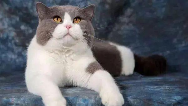 和宠物交谈的科学：不仅让宠物受益，还能提升你的幸福感