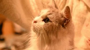 小动物成为游戏英雄 《动物王者》中的温馨竞技之旅