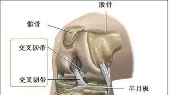 前交叉韧带重建术后康复治疗，100％干货！