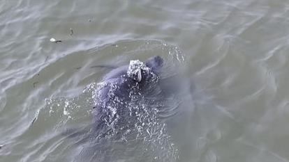 长江镇江段惊现江豚盛宴：2头精灵共舞，罕见围猎鳗鱼大戏上演！