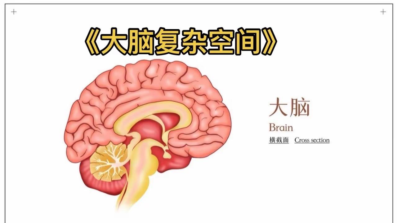 《大脑复杂空间》