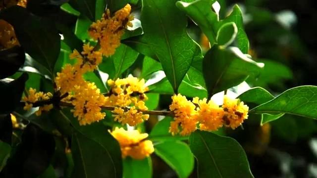 房子前面为什么不能种桂花树？房子前面有桂花树的，要了解一下！