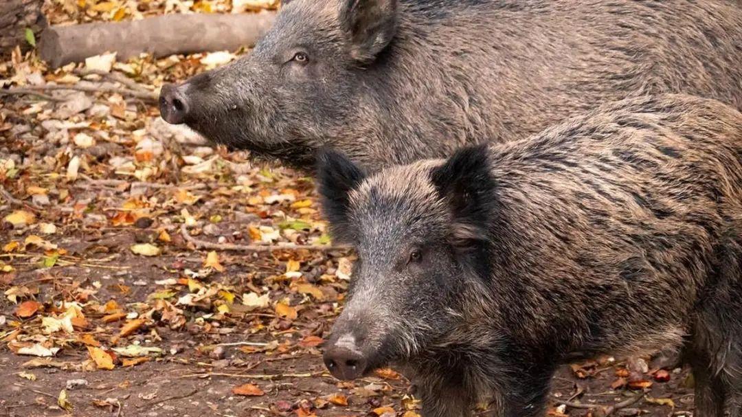 200斤野猪王夜闯山村，小伙一个动作征服猪王，村民看呆：疯了吧