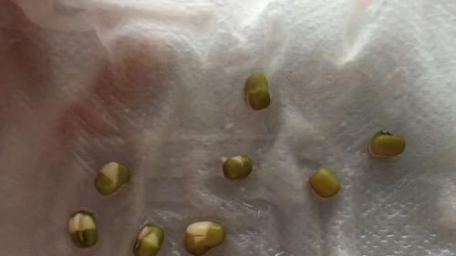 从绿豆种子的挑选到发芽种植，记录每一颗种子种植的成长故事。