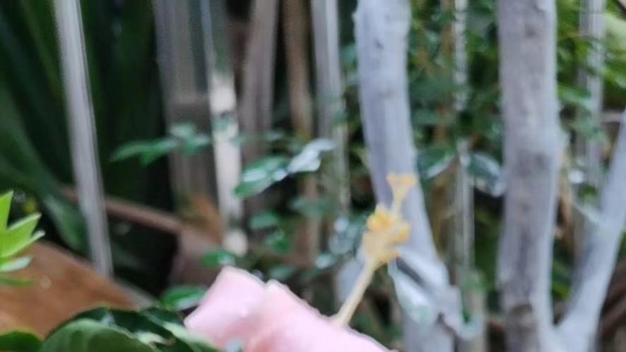 属虎之人2025年每月运程