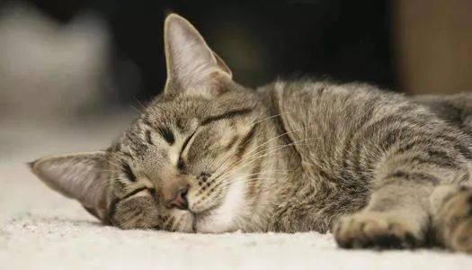 胆汁酸在犬猫肝胆损伤的家庭管理中的应用