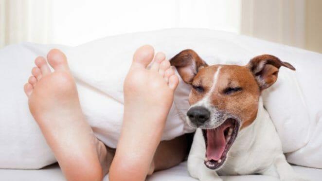 你不知道的冷知识，狗狗喜欢躺在你脚上的5个原因！