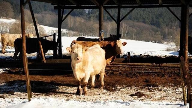 “立冬晴、穿单衣”今年立冬不一般，60年一遇，还有4大特点！