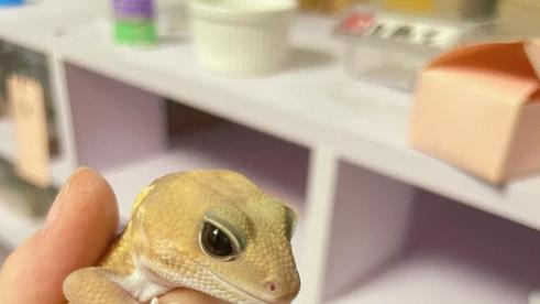 小型异宠市场的关键组成部分——爬行动物的历史与现状