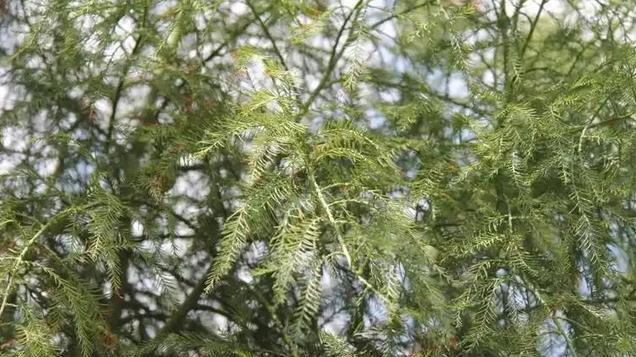 全世界曾公认已经灭种！83年前在四川发现，如今被定为武汉市树